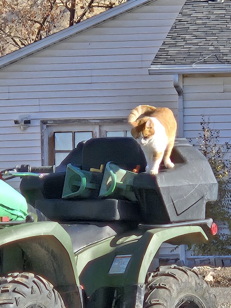 Champane our Calico cat